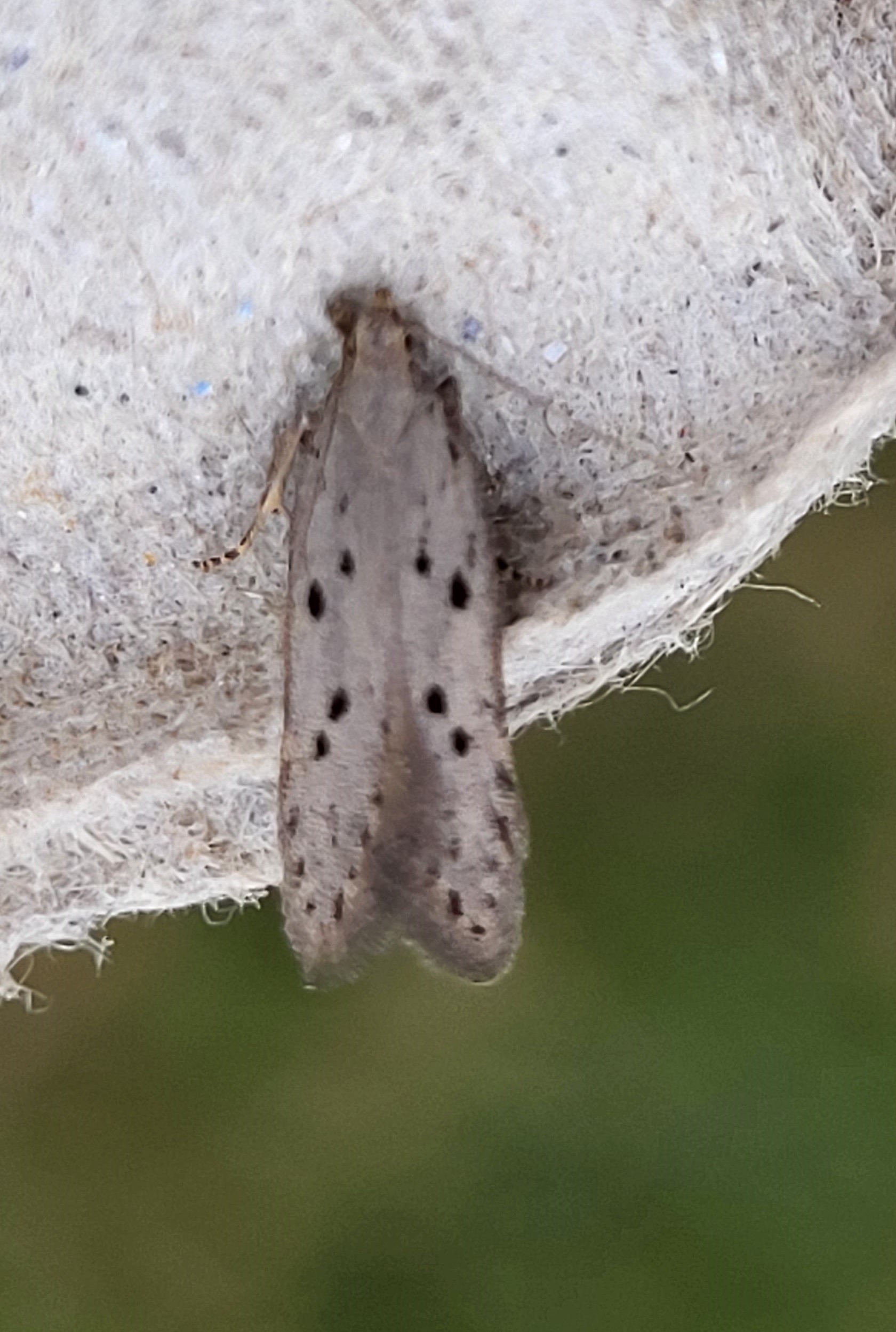 Photo of Dotted Grey Groundling (Athrips mouffetella)